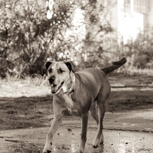 Dog against trees