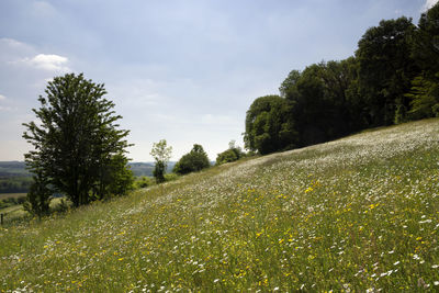 Scenic view of grassy field against sky