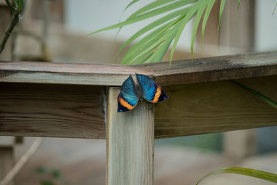 Close-up of bird perching on railing