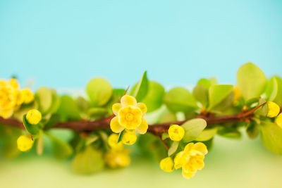 Close-up of yellow flowering plant against sky