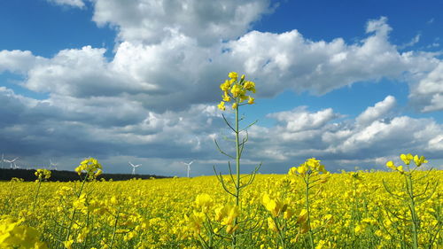 Scenic view of oilseed rape field against cloudy sky