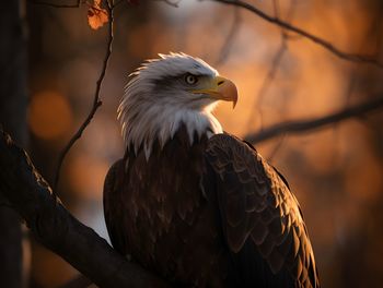 Close-up of bald eagle perching on tree