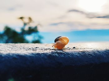 A baby snail. 