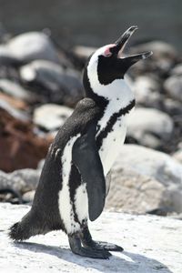 High angle view of penguin