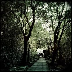 Footpath amidst trees in park