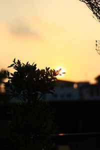 Close-up of silhouette tree against sky at sunset
