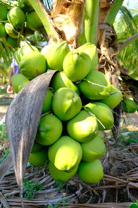 Close-up of fruits growing on plant