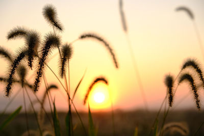 Close-up of silhouette plants on field against sunset sky