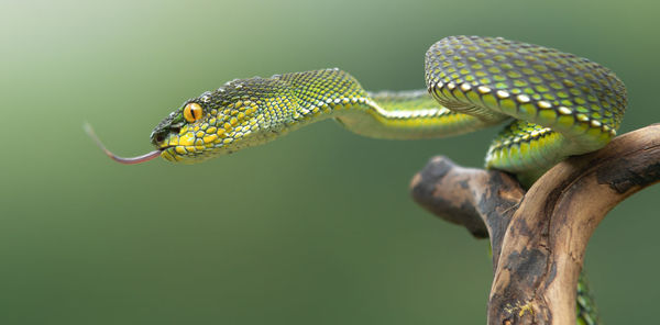 Close-up of lizard on tree