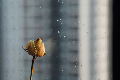 Close-up of raindrops on wet window during rainy season