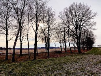 Bare trees on field against sky