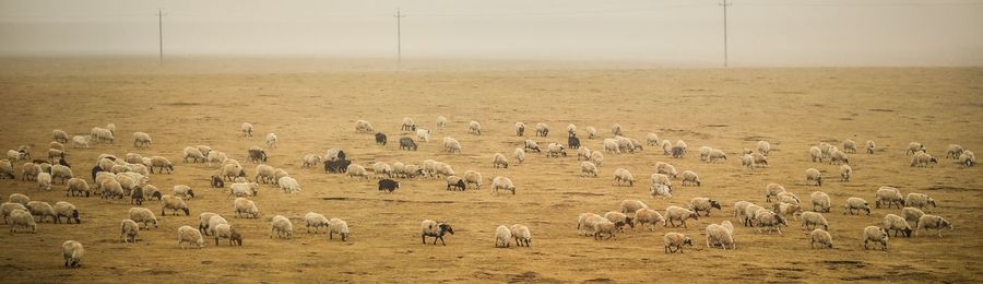 Flock of sheep on landscape against sky