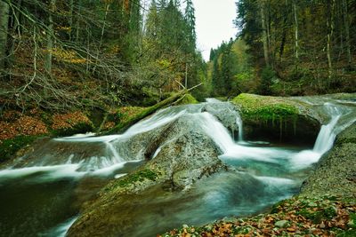 Scenic view of waterfall in forest