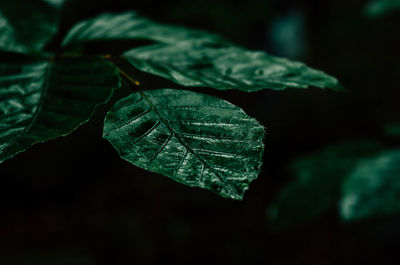 Close-up of fresh green leaves on plant against black background