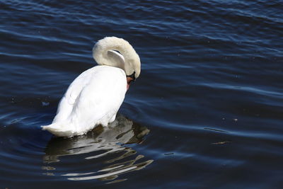 Swan swimming in lake