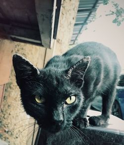 Close-up portrait of black cat