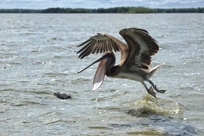 Bird flying over sea