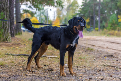 Black dog standing on land