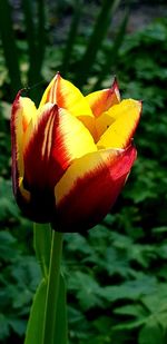 Close-up of red rose flower