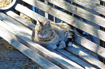 Cat resting on bench in park