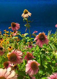 High angle view of coneflowers blooming outdoors