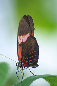 Close-up of butterfly on leaf