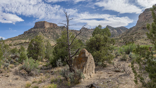 wilderness