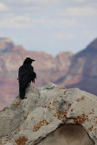 Bird perching on mountain against sky