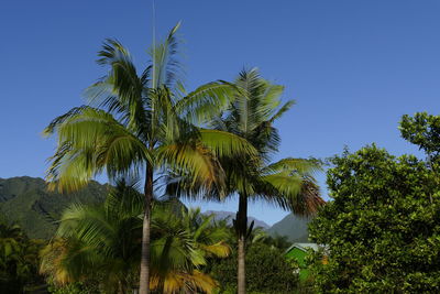 Low angle view of palm trees against clear blue sky