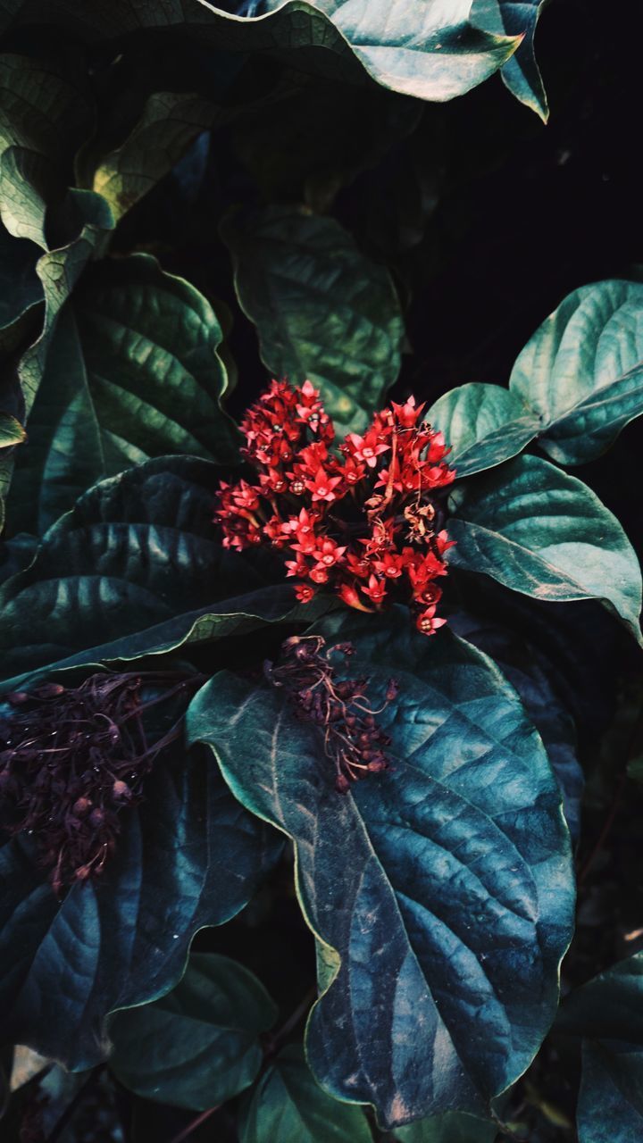 CLOSE-UP OF RED ROSE PLANT