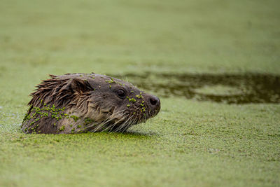 Otter swimming in green algae