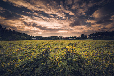 Scenic view of sunrise at sunflower field at farm against cloudy sky