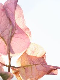 Close-up of pink flowers