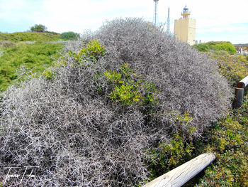 Plants growing by building against sky