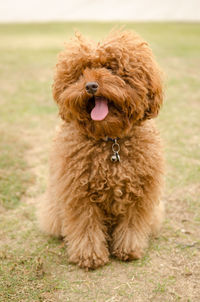 Portrait of dog sticking out tongue on field