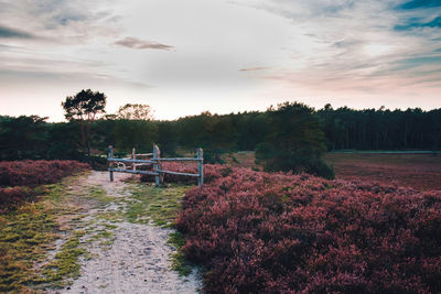 Footpath by trees against sky during sunset