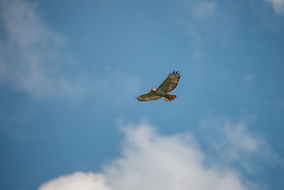 Low angle view of bird flying against sky
