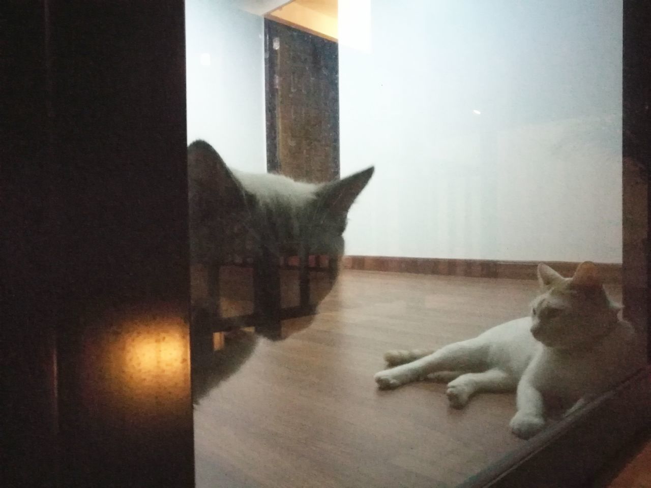 CAT RELAXING ON SOFA AT HOME