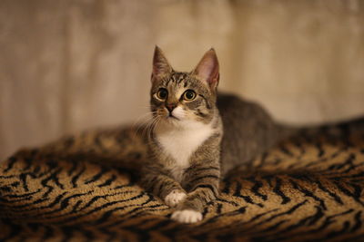 Close-up portrait of kitten relaxing at home