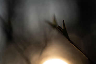 Close-up of plant against sky