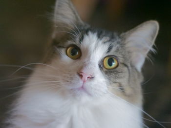 Beautiful yellow eyed cat