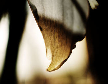 Close-up of horse