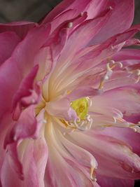 Close-up of pink rose