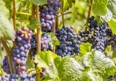 Close-up of grapes growing in vineyard