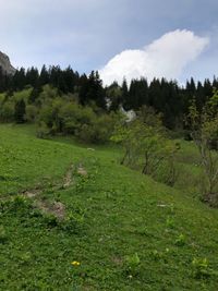 Scenic view of field against sky