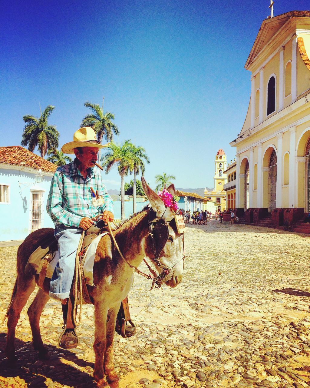 building exterior, architecture, built structure, animal themes, clear sky, domestic animals, one animal, mammal, blue, sunlight, palm tree, house, shadow, walking, horse, incidental people, day, sky, outdoors