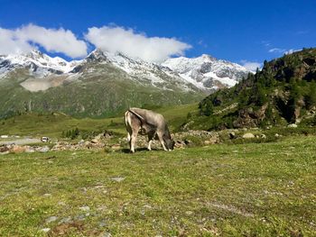 View of a horse on field