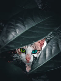 Portrait of cat on leaf