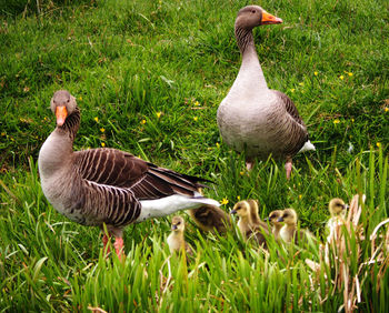 Ducks on field