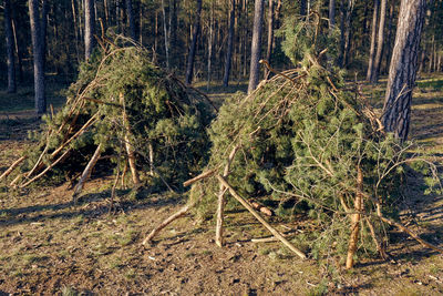 View of trees in forest